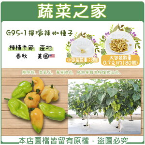 【蔬菜之家】G95-1.檸檬辣椒種子(共有2種包裝可選)