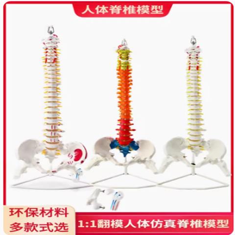 【臺灣公司 可開發票】人體脊柱模型1:1成人正骨練習脊椎模型頸椎腰椎人體骨骼模型骨架