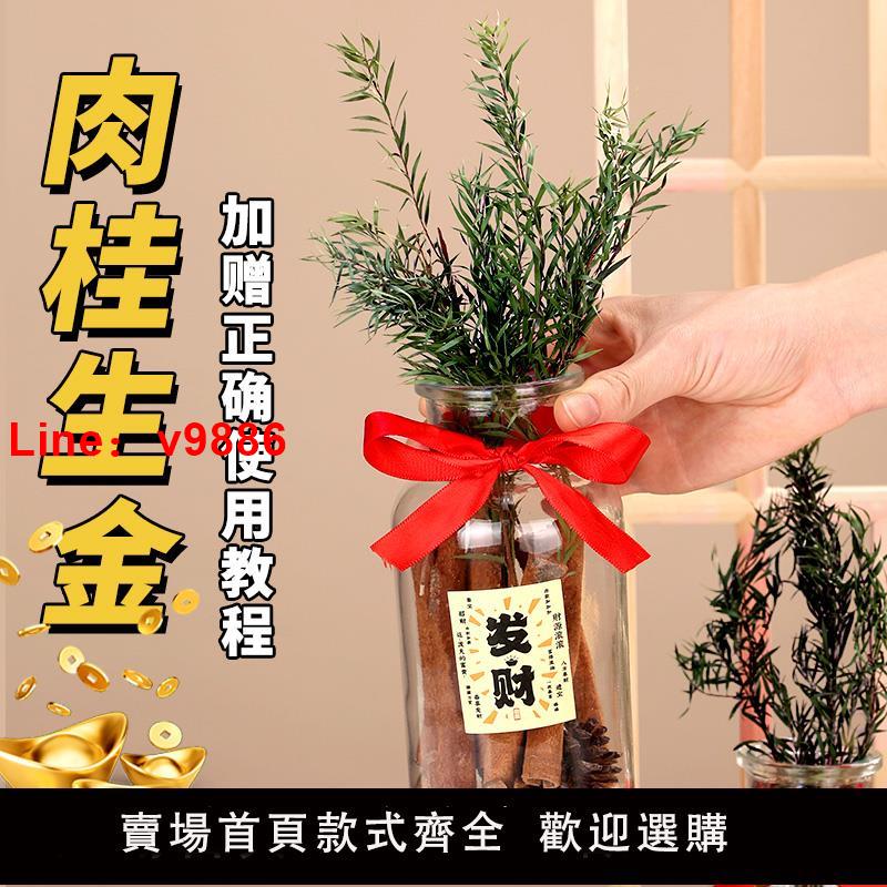 【臺灣公司 可開發票】肉桂生財瓶擺件招財玻璃瓶花瓶diy材料客財廳位喬遷新居搬家用