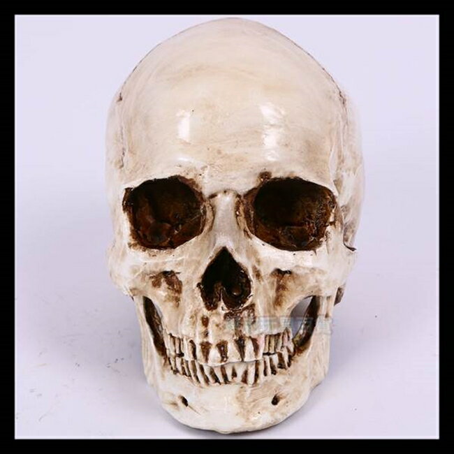 頭骨 骷顱 可分離款(大號) 假頭骨 上下顎分離 萬聖節 高質量仿真 骷顱頭 骷髏頭【塔克】