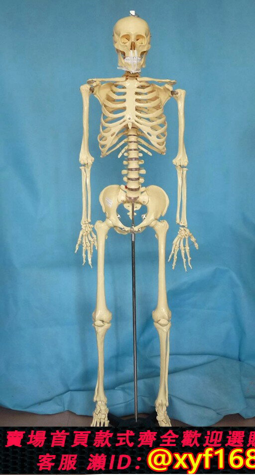 {保固一年 可打統編}170cm人體骨骼模型 1:1骷髏骨架 醫用教學教具展示講解