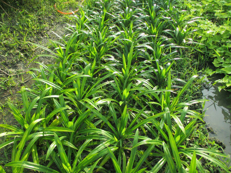 香蘭葉.七葉蘭(每株50元)台灣種植 3