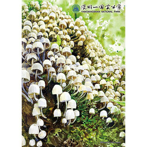 陽明山的蕈類(手繪插畫)拼圖108片-Y008(台灣製)