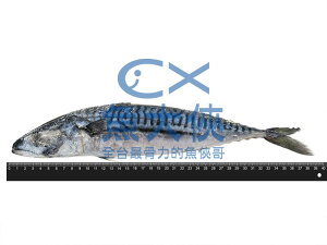 正挪威-鯖魚原料(600g/尾)#未處理-1D1A【魚大俠】FH151