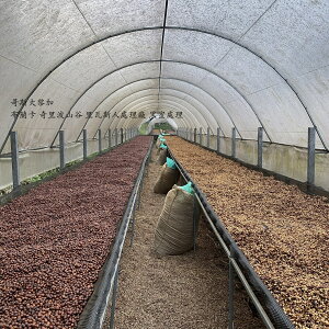 哥斯大黎加 布蘭卡 奇里波山谷 里瓦斯人處理廠 奇里波美景莊園 黑蜜處理 淺焙 咖啡豆 227g