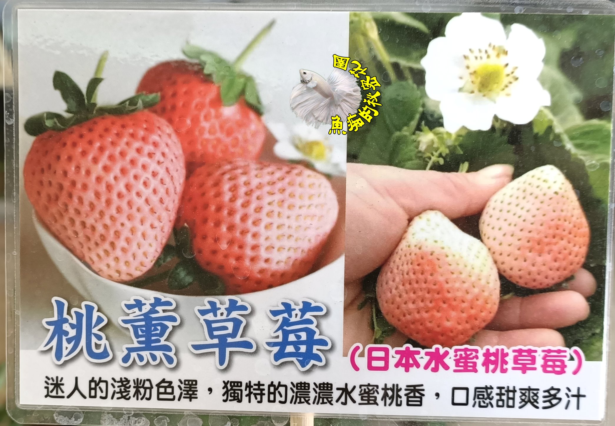 日本水蜜桃草莓盆栽桃薰草莓苗粉白草莓盆栽 5 6寸盆新品種草莓苗 季節限定 先確認有沒有貨再下標 魚痴的秘密花園直營店