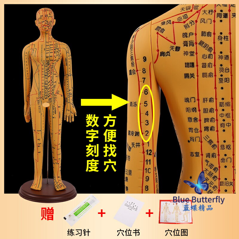{可打統編 保固一年}針灸人體模型醫用扎針練習小皮人十二經絡穴位圖模特軟膠扎針練習 0