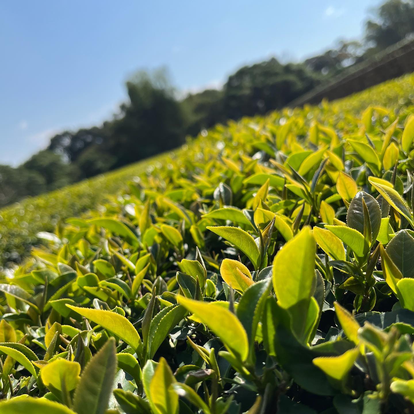 【采樂茶業】 凍頂烏龍茶 TongDing Oolong Tea｜中焙｜ 四兩 (150g)｜焙火烏龍、麥火香 5