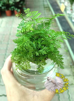 水耕植物 21年8月 Rakuten樂天市場 水耕植物 21年8月 Rakuten樂天市場