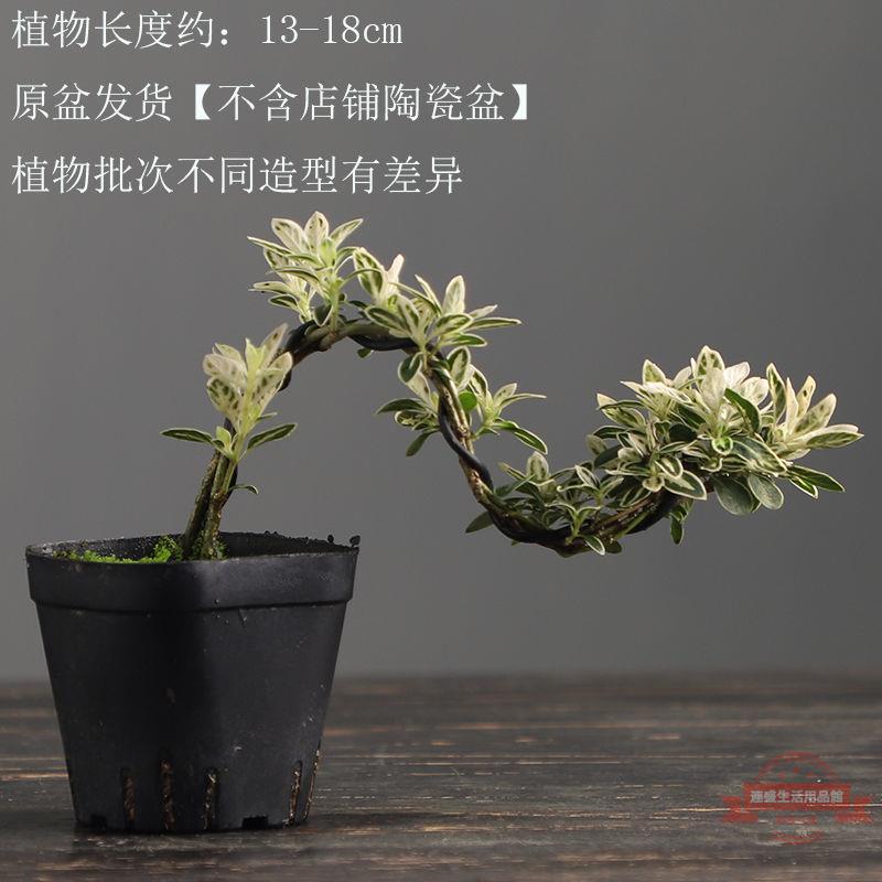 盆景金邊懸崖提根老樁六月雪造景室內四季好養植物小盆景綠植擺件| 連盛