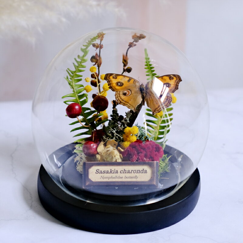 原創蝴蝶標本玻璃罩植物標本擺件昆蟲科普干花永生花復古創意軟裝