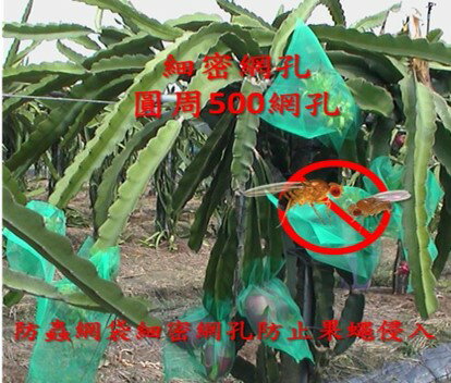 綠色火龍果網套袋，22.5cm寬，500網目， 超細網孔，防果蠅叮咬。   商品編號 : F50022GM180