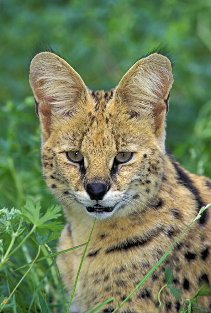 Posterazzi: Serval Huge Ears Act As Dish Antennae To Locate Prey Africa 