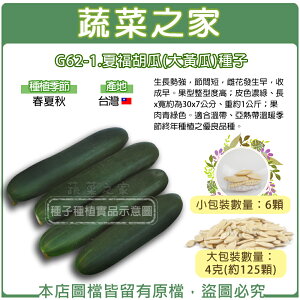 【蔬菜之家】 G62-1.夏福胡瓜(大黃瓜)種子 (共有2種包裝可選)
