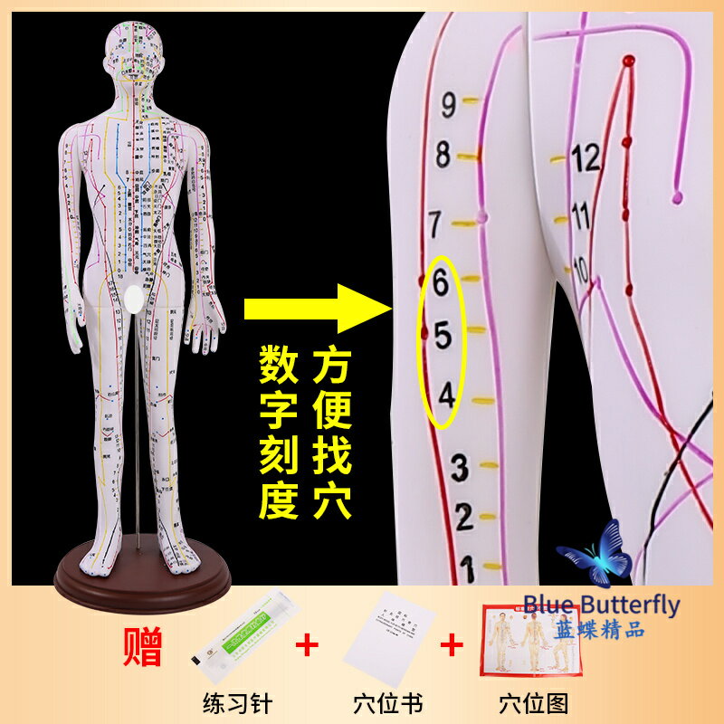 {可打統編 保固一年}針灸人體模型醫用扎針練習小皮人十二經絡穴位圖模特軟膠扎針練習 0