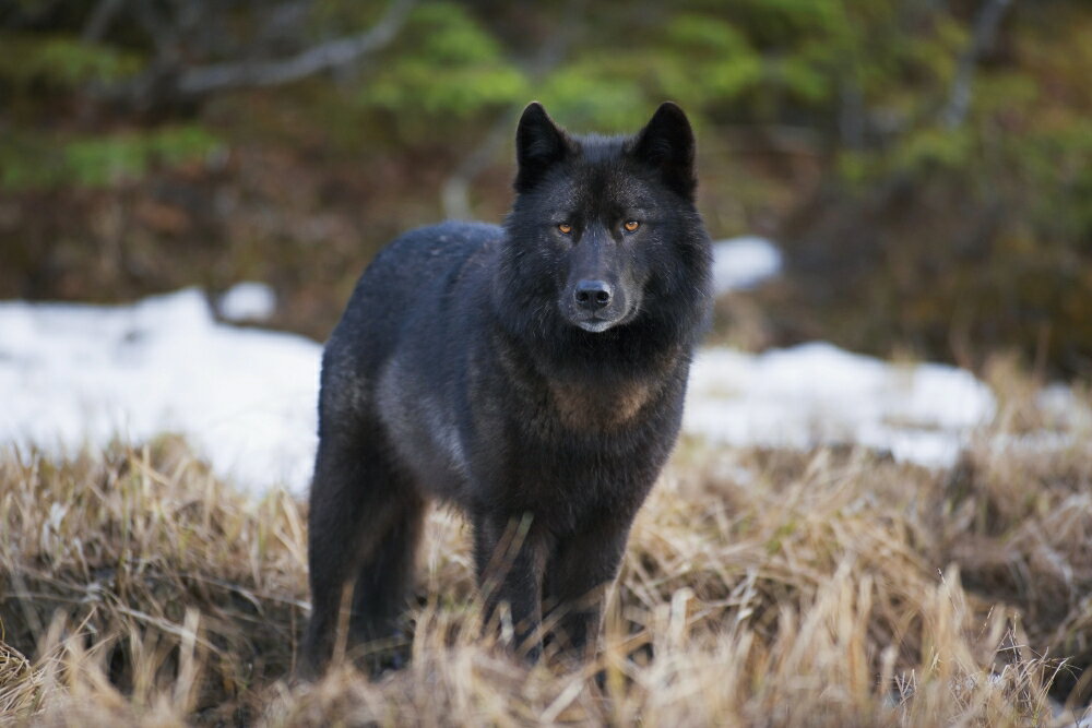 Posterazzi: Archipelago Wolf In Black Color Phase Standing Alert In ...