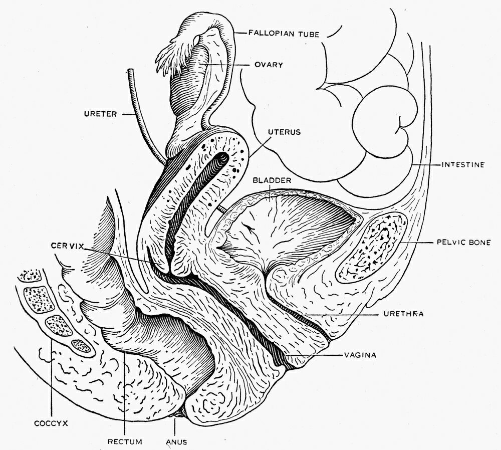 Posterazzi Reproductive System Nreproductive System Of The Human 4268