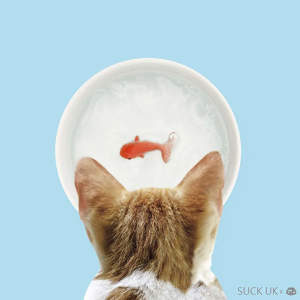 【築實精選】SUCK UK × Goldfish Cat Bowl 金魚貓咪碗