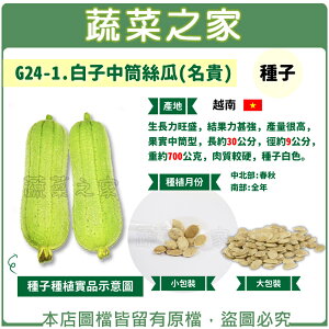【蔬菜之家】G24-1.白子中筒絲瓜(名貴) 種子(共有2種包裝可選)