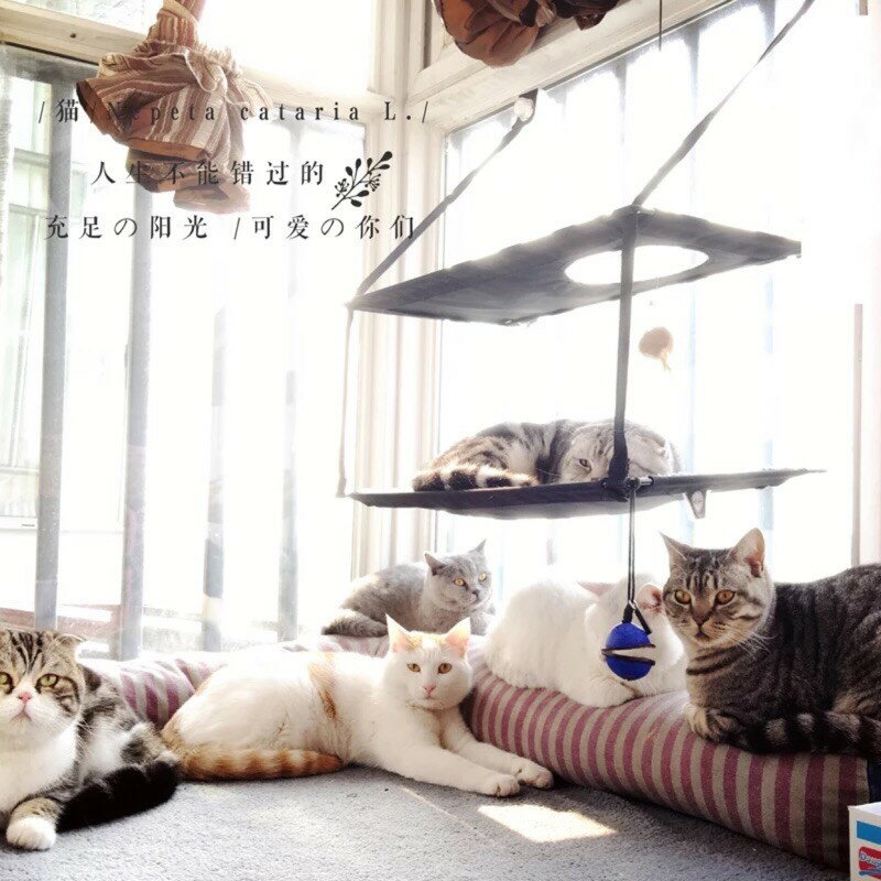 貓咪吊床-美國K&H寵物店專賣吸盤式窗台吊床【B00006】