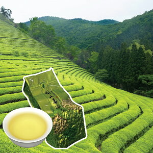 梨山高山茶I100%台灣手採高山茶I (150g/300g/600g)