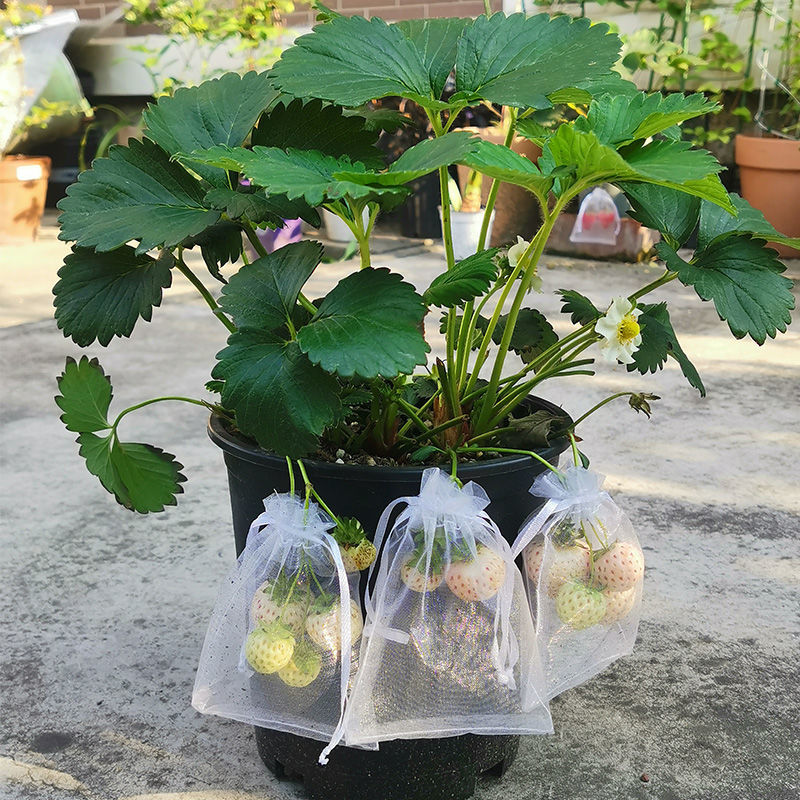 防蟲袋 草莓果實套袋水果保護袋防鳥防蟲網袋紗袋透氣番茄無花果藍莓葡萄【HZ66640】