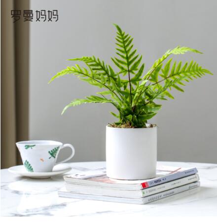 羅曼媽媽現代簡約模擬綠植鳳尾蕨波斯蕨小盆栽植物盆景套裝擺件【摩可美家】