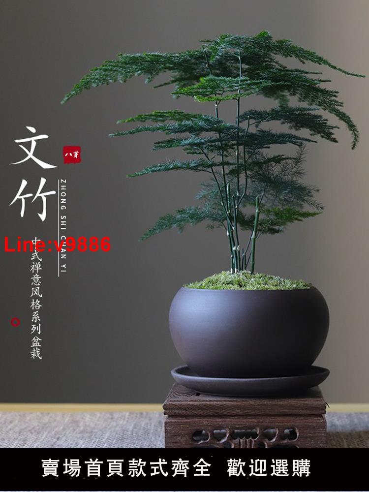 【臺灣公司 超低價】文竹盆栽植物室內客廳中式禪意盆景好養綠植辦公室擺件創意花卉