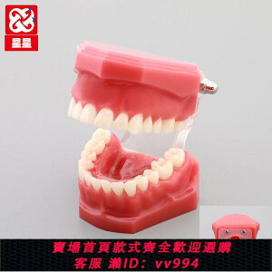 {公司貨 最低價}牙齒模型口腔模型牙模牙科模型牙模型牙科教學模型仿真頭模仿頭模