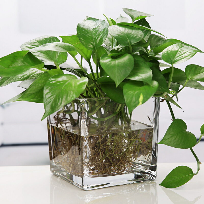 水培花盆玻璃瓶創意方缸玻璃花瓶透明綠蘿銅錢草水養植物器皿容器