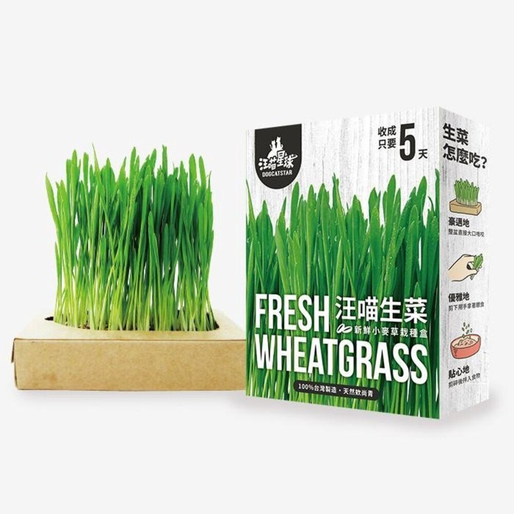 DogCatStar汪喵星球 貓草新鮮栽培盒65g 長超快 5天收成 貓草 貓零食『WANG』【萌寵換毛季★全館399即折 最高現抵483!!】週五10%點數回饋 1