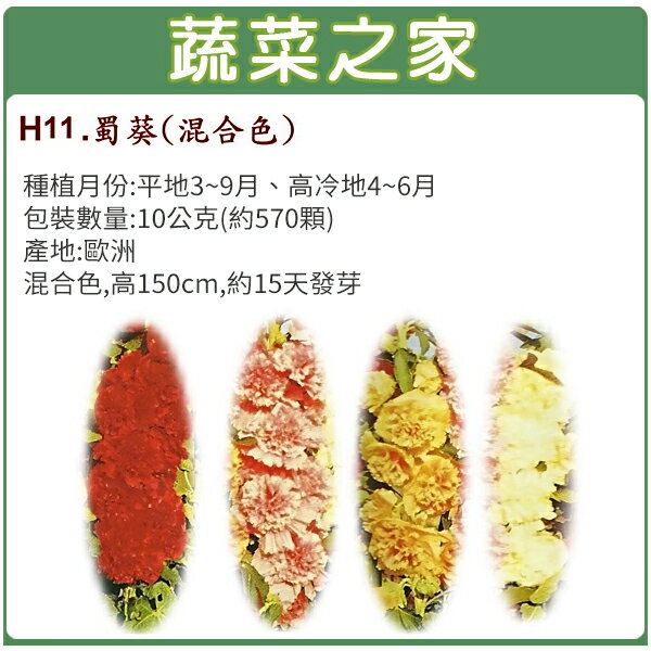 【蔬菜之家】大包裝H11.蜀葵(混合色，高150cm)種子10公克(約570顆)