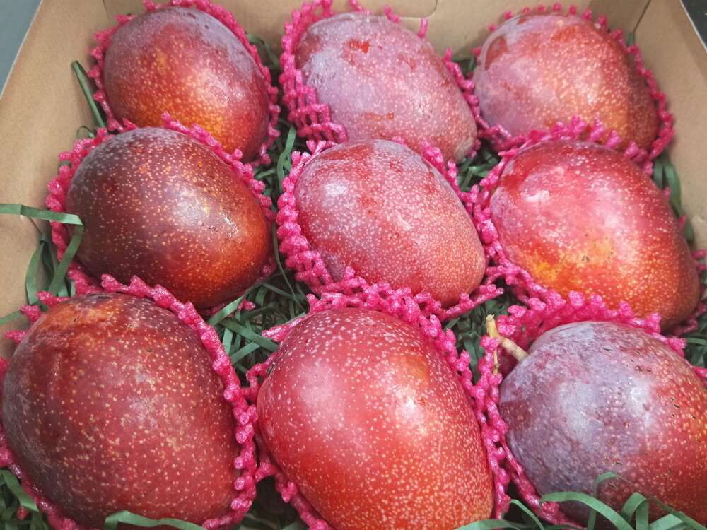 《枋山》在欉紅愛文芒果禮盒-外銷等級