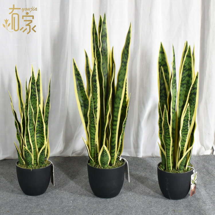 快速出貨 可開發票 外貿熱銷款模擬綠植盆栽虎皮蘭 室內裝飾擺件金邊龍舌蘭 仿真植物