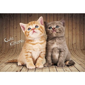 HC - 台灣製寵物拼圖300片 - Cute Kittens 300S-005