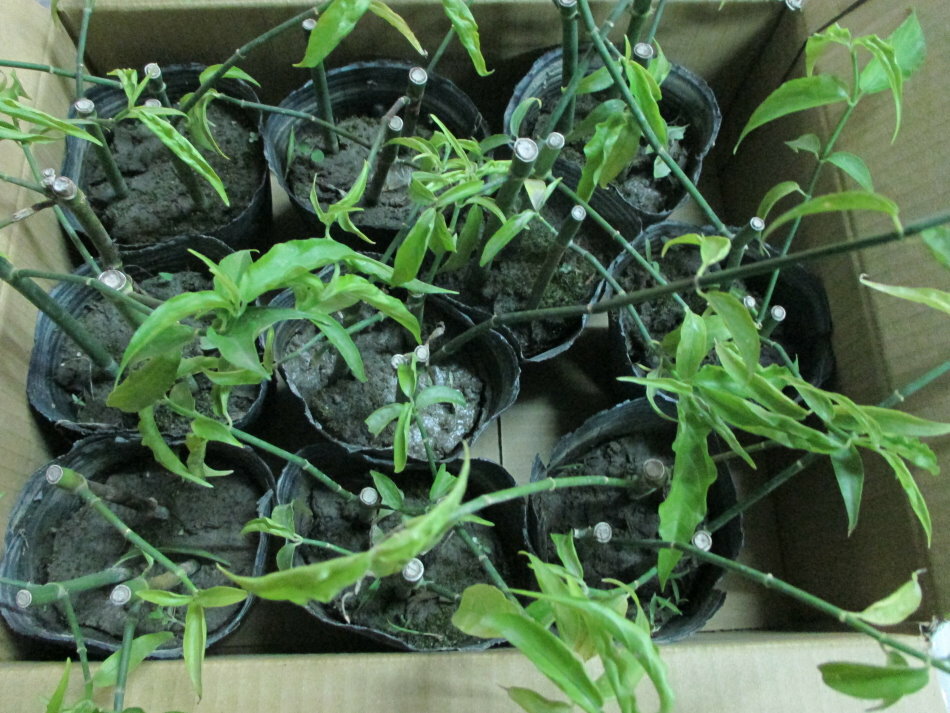 憂遁草(沙巴蛇草)(台灣種植)買5苗多送1苗 1