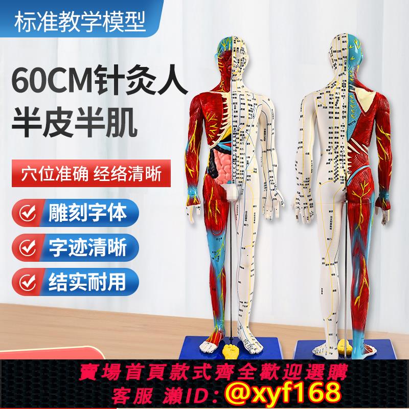 {可打統編 保固一年}人體針灸穴位模型半肌肉骨骼內臟經絡穴位針灸銅人經絡模型人60cm