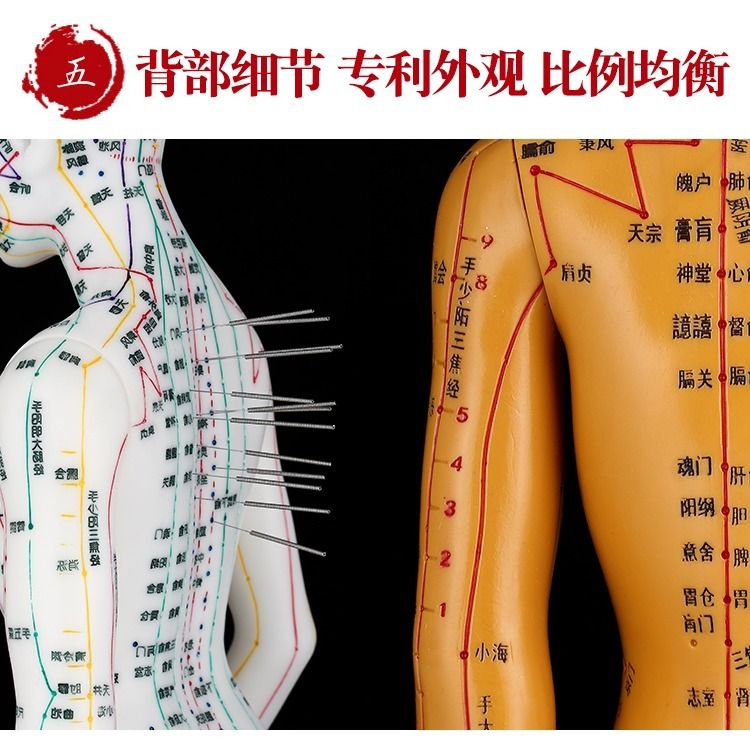 【最低價】【公司貨】人體模型中醫針灸穴位圖銅人男女全身十二經絡小皮人針灸穴位模型 7