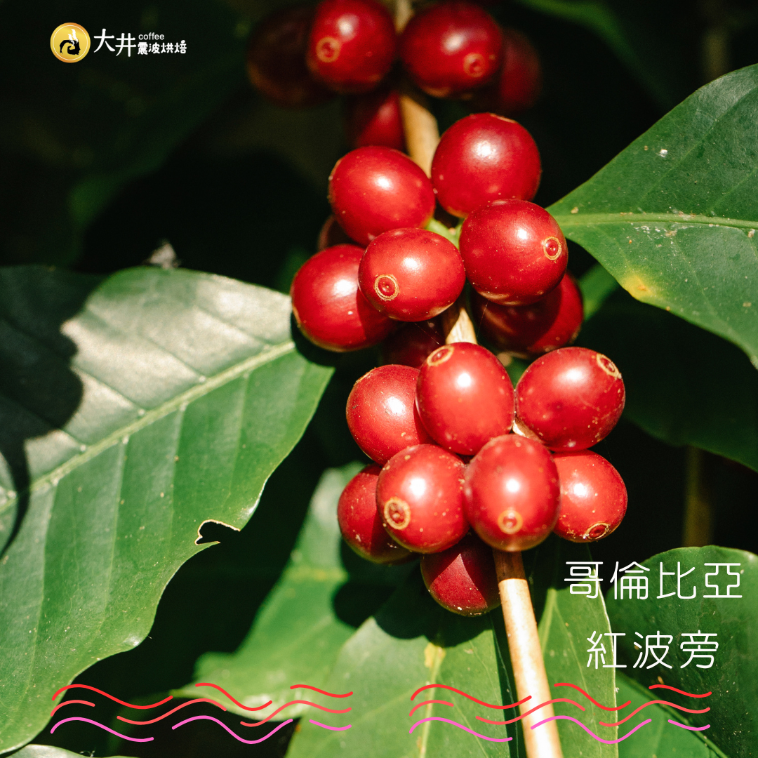 【咖啡豆】《大井震波烘焙》大井紅波旁咖啡｜咖啡豆