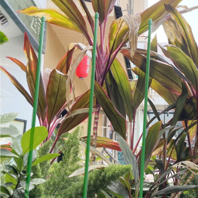 植物支架黃瓜架西紅柿番茄攀爬支架爬藤茄子架豆角爬藤架種菜架子