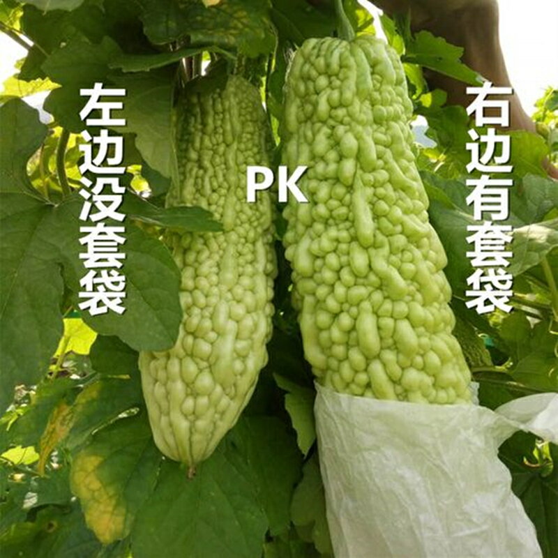 防蟲袋 苦瓜套袋專用袋防蟲袋蔬菜水果套袋黃瓜絲瓜袋防水防蟲保護袋紙袋【HZ66651】