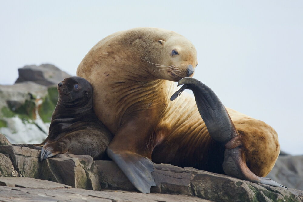 Posterazzi: Steller Sea Lion Female And Young Pup Hauled Out On Rock