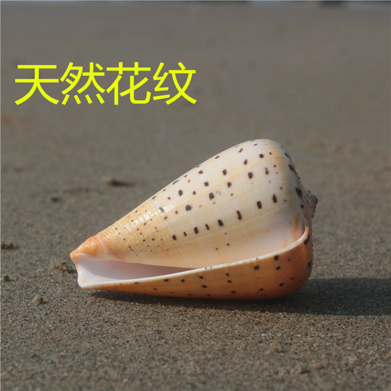 【螺貝藝】天然海螺貝殼芋螺黃玉米螺水族魚缸造景裝飾拍攝擺件
