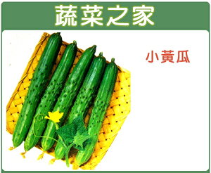 【蔬菜之家】G11.小黃瓜種子(小胡瓜)(共有2種包裝可選)