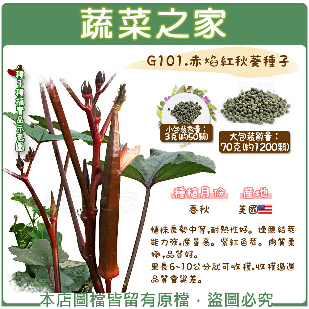 【蔬菜之家】G101.赤焰紅秋葵種子3克(約50顆)、70克(約1200顆)(共有2種包裝可選)