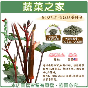 【蔬菜之家】G101.赤焰紅秋葵種子3克(約50顆)、70克(約1200顆)(共有2種包裝可選)