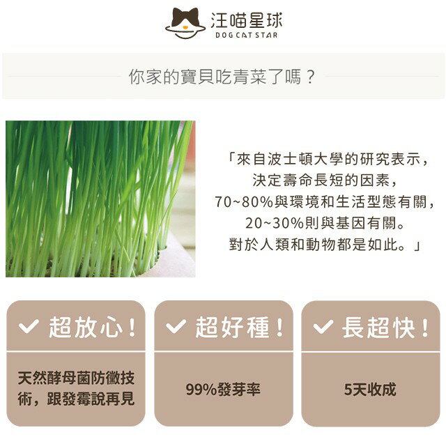 汪喵星球 貓草新鮮栽培盒 貓咪生菜 種植貓草 2