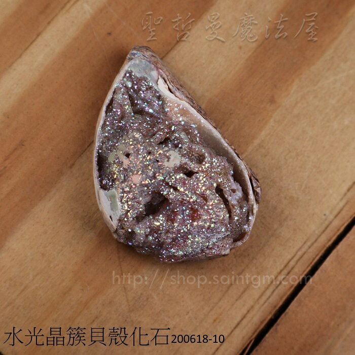 【土桑展精選寶物】水光晶簇貝殼化石200618-10 (珠寶等級)