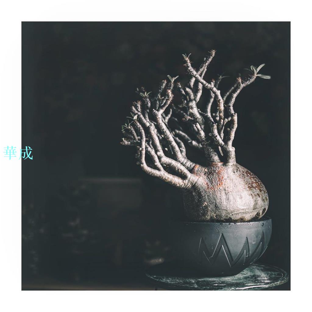NEIGHBOR invisible ink P-CHAMBER POT 聯名限定發售盆栽豌多肉