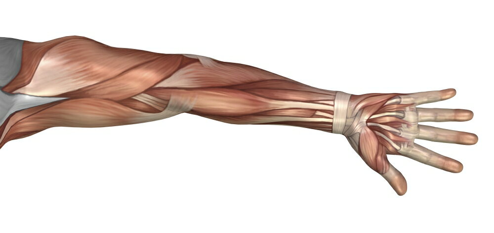 Posterazzi: Muscle anatomy of the human arm anterior view Stretched